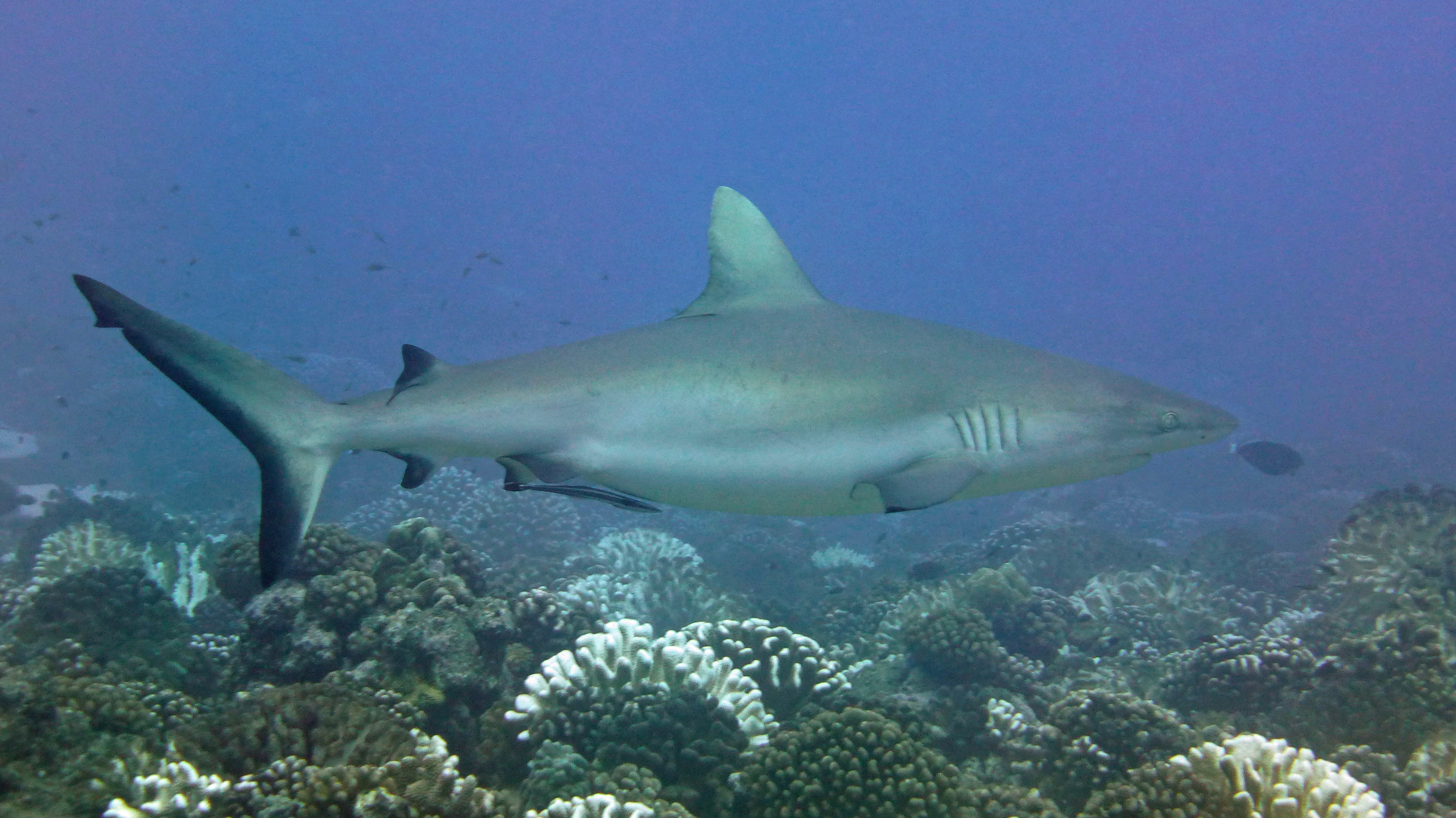 Another grey shark, Tahiti, French Polynesia 2019.